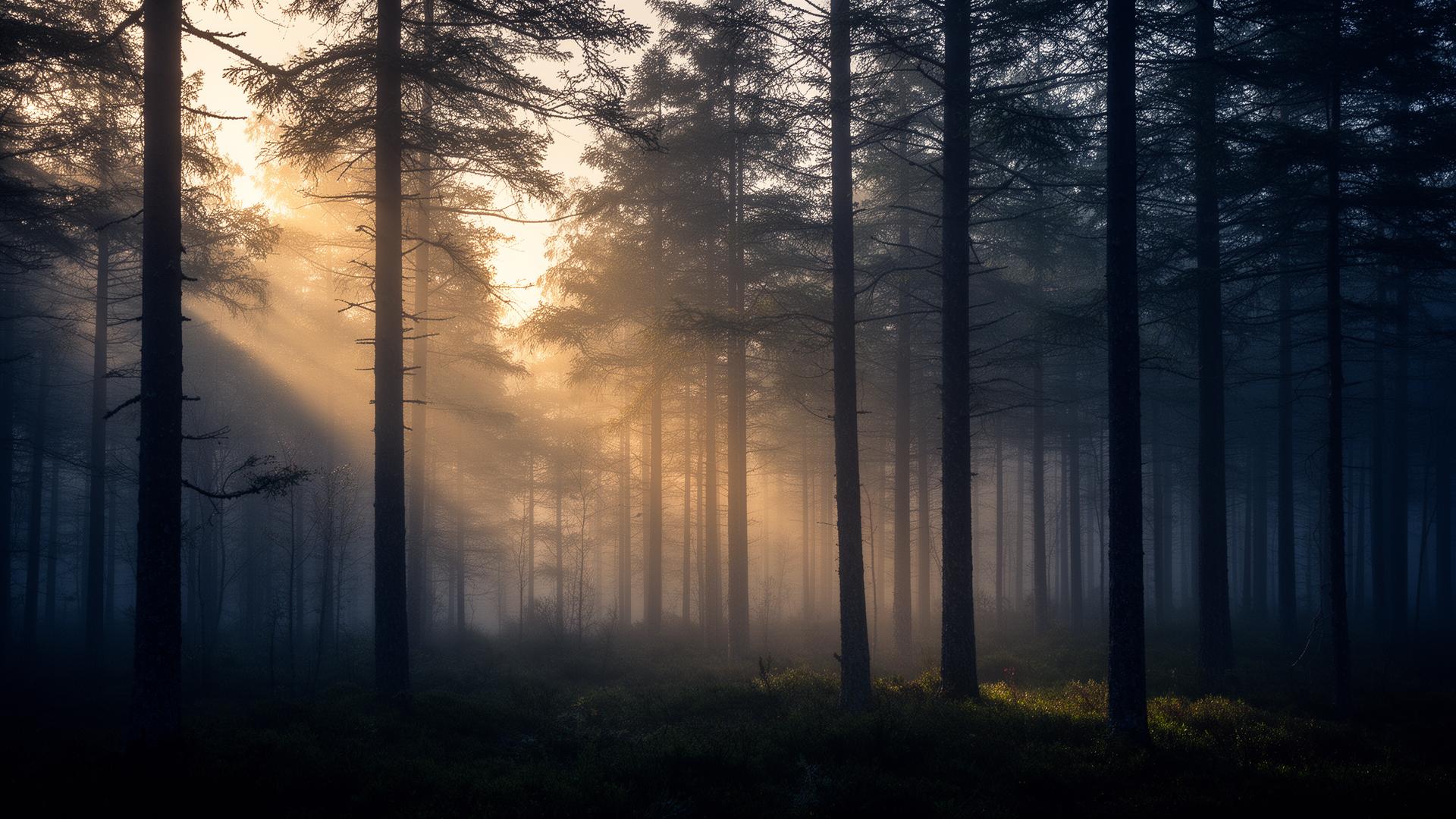 Dansk skov ved tusmørke — biodiversitetsmonitorering